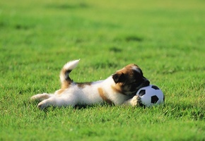 щенок, играет, трава, Собака, газон, мячик