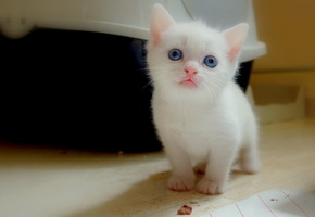 глаза, Кошка, взгляд