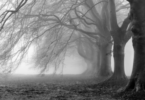 ветви, туман, белое, фото, ветки, черное, фон, Деревья