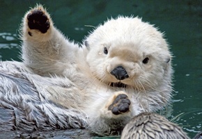 это, моему, бобер, По