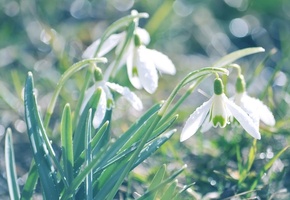 Подснежники, белые, трава, цветы, зелень, первоцвет