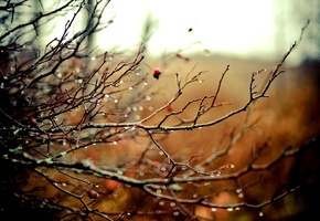 ветви, дождь, растения, Природа, свет, капли, цвет