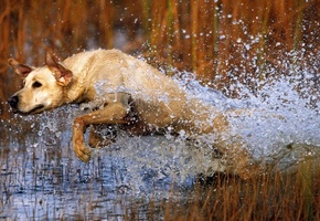 вода, брызги, Пес, собака, прыжок