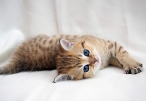 лапочка, Котенок, глаза