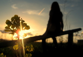 небо, Закат, силуэт, растение