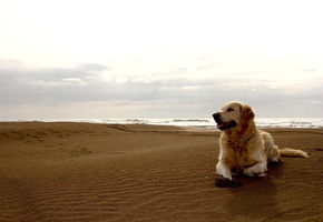 друг человека, dog, Собака, берег, пляж