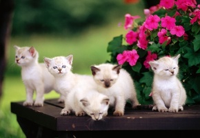 цветы, малыши, Котята