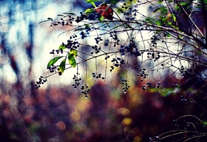 Природа, ягоды, капли, растения, ветви, фото, листья