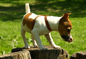 природа, Собаки, пень, прогулка, джек рассел