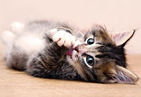 глаза, Котёнок, забавный, лапы, лежит