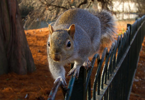 ограда, забор, осень, Белка