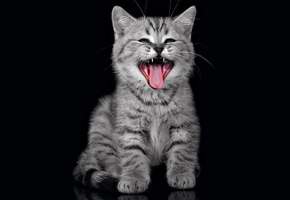 котенок, орёт, Кошка