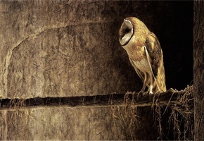 дерево, фон, ветка, Птица, сова, сипуха