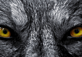 шерсть, Глаза, морда