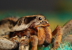 жвалы, Паук, глаза, смотрит