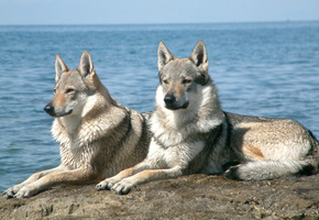 Волки, лежат на камне, вода, серые