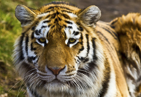 Тигр, кошачьи, хищник