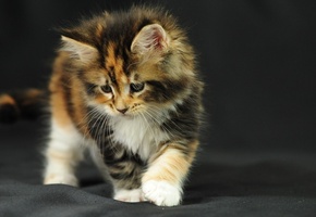 интерес, ткань, Котёнок