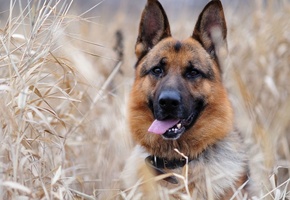 немецкая овчарка, в зарослях, красавец, Собака