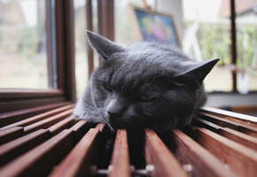 отдых, тоска, Лежит, уши