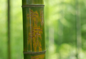 бамбук, зеленый, Дерево, ствол, иероглифы, надпись, nature