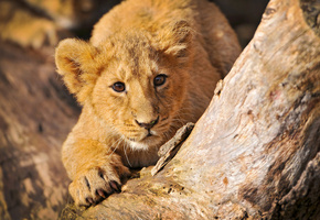 пенёк, дерево, бревно, львы, малыши, Дикие кошки, лев