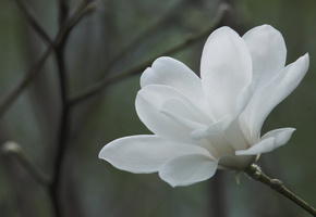 ветки, белый, цветы, Магнолия, весна, цветок, фон, ветви