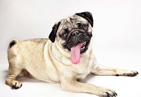 язык, мопс, Собака