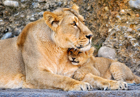 львы, лев, Кошки, малыш