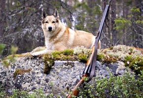 лес, пес, Собака, охота, ружье