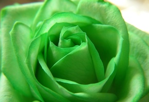 зелёная, роза, green, Rose, flower, цветы, beautiful nature wallpapers