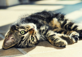 глаза, полосатый, свет, лежит, Кот