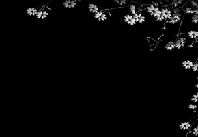 бабочка, Черный фон, цветы