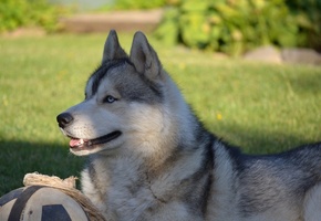 Сибирский хаски, husky, собака, животные