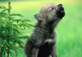 волчонок, щенок, детеныш, Волк