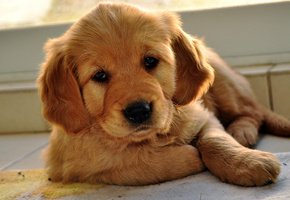 щенок, Лабрадор ретривер, песик, взгляд