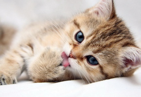 умывание, красивый, Котёнок