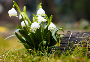 цветочки, весна, цветок, цветки, Цветы, весенние обои