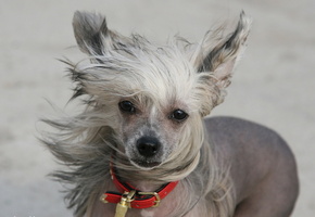 ветер, взгляд, Собака, друг