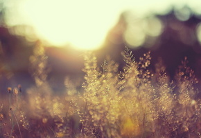 свет, день, растения, поле, Природа, солнце