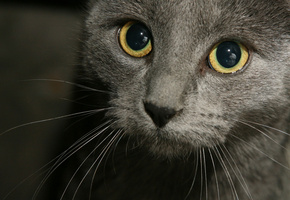 кот, усы, мордашка, хорошенький, Кошки, взгляд