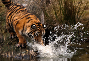 Тигр, капли, удар, брызги, лапа, вода