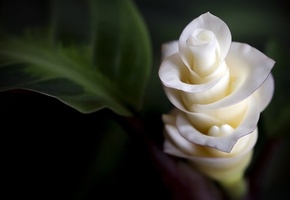 макро, нежность, Цветы, лепестки, flowers