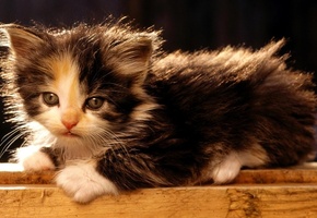 Кошки, котенок, маленький