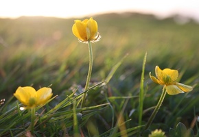 свет, макро, желтые, Трава, растения, цветы, поле, лето