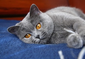 ушки, кот, Глаза, кошка, киса, лапы, серый