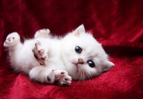 Кошка, кот, белый, потягивается, покрывало, лапы, глаза