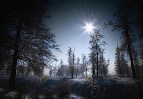 пейзаж, Деревья, природа, снег, лес, зима