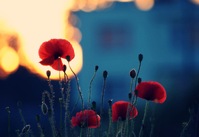 Лето, цветение, цветы, стебли, маки, лепестки