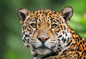 Ягуар, смотрит, красавец